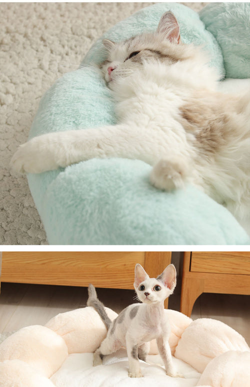 Pet Bed